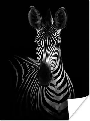 Produktbild von MuchoWow® Poster Zebra - Schwarz - Weiß - Tiere 60x80 cm - Schlafzimmer Dekoration