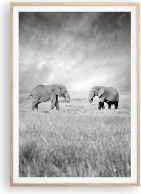 Produktbild von Gerahmtes Poster - Rahmen in heller Eiche - Elefanten Schwarzweiß Safari - 70x100 cm - Wand Bild - Wanddeko - Wandbilder - Wandposter - Bilderrahmen - Bilder - Kunstdruck - Wandbild - P2NPA70x100-4186
