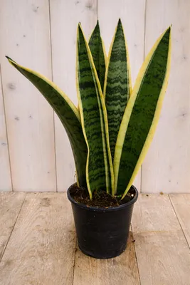 Productafbeelding van Vrouwentong Sansevieria geelbont 30 cm kamerplant Dracaena Warentuin Natuurlijk