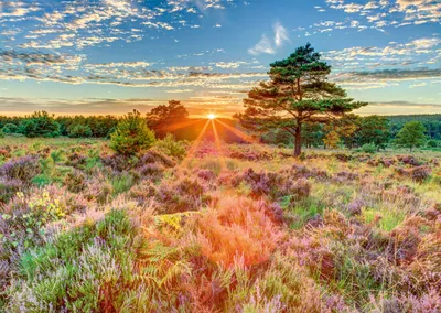 Immagine prodotto di Schmidt Spiele Brughiera al tramonto, puzzle da 1.000 pezzi