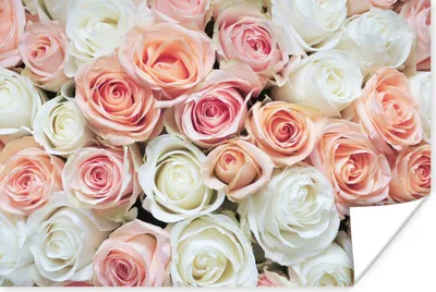 Produktbild von MuchoWow® Poster Rosen - Blumen - Weiß - Rosa 180x120 cm - Fotoplakat