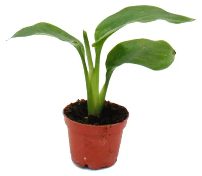 Produktbild von Mini-Pflanze – Monstera deliciosa – Fensterpflanze – Ideal für kleine Vasen und Gläser – Kleine Topfpflanze, 5,5 cm
