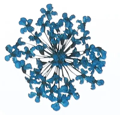 Getrocknete gepresste Blumen, 24 Stück, 2–2,5 cm, dunkelblau