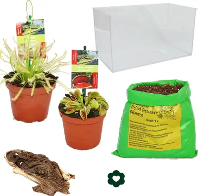 Obrázok produktu pre Mäsožravé rastliny - akvárium pre domácich majstrov - malé