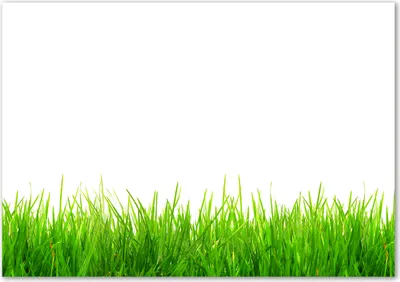 Produktbild von Tulup® Glas-Bild - 100 x 70 - Wandbild aus Glas - Wandkunst - Wandbild hinter gehärtetem Sicherheitsglas - Blumen & Pflanzen - Gras - Grün