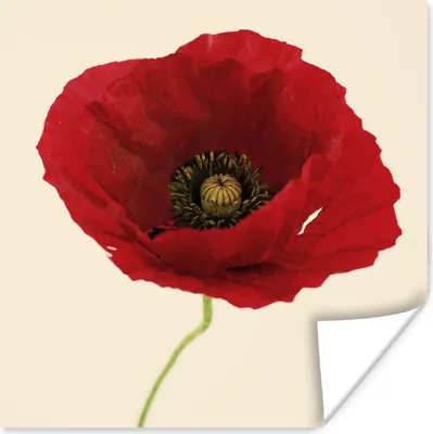Produktbild von MuchoWow® Poster Nahaufnahme einer roten Mohnblume 50x50 cm - Wohnzimmerdekoration