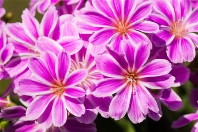 Produktbild von Lewisia cotyledon, pink - Porzellanrösschen, Bitterwurz, pink, im Topf 11 cm - 11 cm