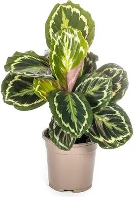 Immagine prodotto di Calathea Medallion – Calathea a cesto – Ø 17 cm – ↕ 40-50 cm – Pianta da appartamento esotica con foglie decorative – Facile da curare e purificatrice dell'aria