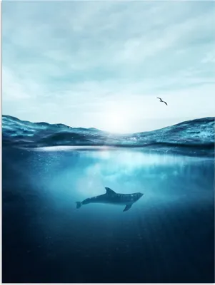 Produktbild von MuchoWow® Poster Delfin - Meer - Vogel 90x120 cm - Wohnzimmer