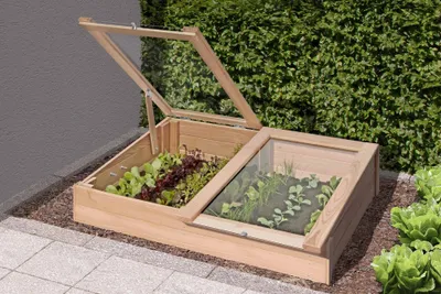A wooden cold frame with glass lids, containing young plants, set in a garden.