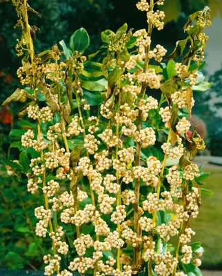 Produktbild von Callicarpa japonica 'Leucocarpa', Schönfrucht, weiß, 40–60 cm