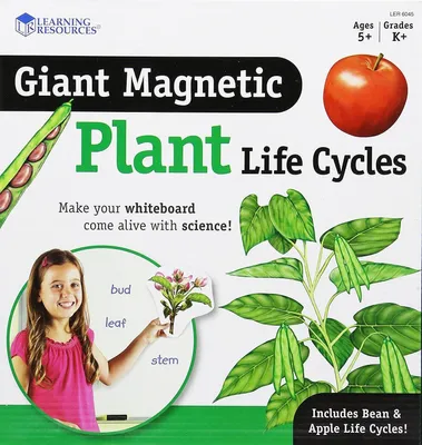 Immagine prodotto di Il ciclo di vita della pianta - set magnetico