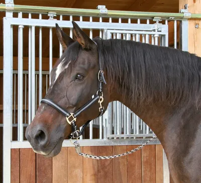 Produktbild von Halfter Mustang, Cob 2fach verstellb., schw./silber