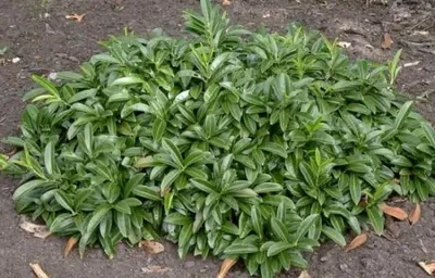 Produktbild von Kriechender Kirschlorbeer Mount Vernon - Prunus laurocerasus - 20-30cm