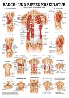 Produktbild von Bauch- und Rippenmuskulatur Poster Anatomie 70x50 cm medizinische Lehrmittel