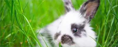 Produktbild von Wallario Poster - Süßer Hase im grünen Gras, Kunstdruck Größe: 50 x 125 cm