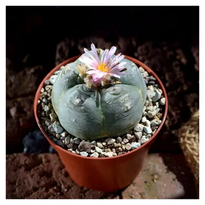 Produktbild von Lophophora williamsii, Peyote 5,5 cm