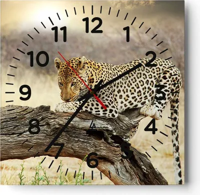 Produktbild von Wanduhr - Quadrat - Glasuhr - Afrika Leopard Katze Safari - 40x40cm - Schleichendes Uhrwerk - Lautlos - zum Aufhängen bereit - Dekoration Modern - Wanddekoration aus Glas - C4AC40x40-2599