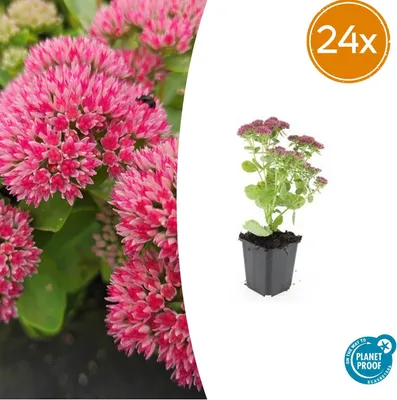 Produktbild von Sedum 'Herbstfreude' | 24 Stück - 10-25cm - Ø9cm - Gartenpflanze