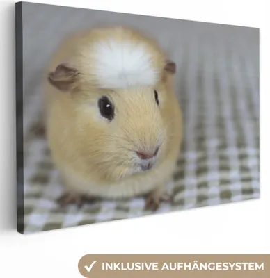 Produktbild von OneMillionCanvasses® - Leinwandbilder - 150x100 cm, Kleines Meerschweinchen, Wandbilder Kunstdruck Wanddekoration