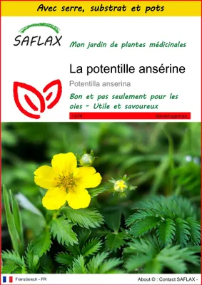 Image de SAFLAX Ensemble de culture - La potentille ansérine - 20 graines - Potentilla