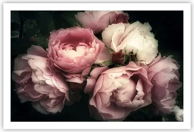 Produktbild von Poster - Poster ohne Rahmen - Pfingstrose Blume - 91,5x61 cm - Wand Bild - Wanddeko - Wandbilder - Kunstposter - Wandposter - Bilder - Kunstdruck - Wanddekoration - Wandbild - P2XAA91x61-3930