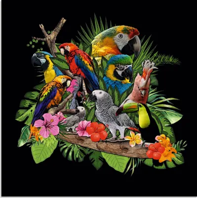 Produktbild von ARTland Glasbild Papageien Graupapagei Kakadu Dschungel Größe: 40x40 cm