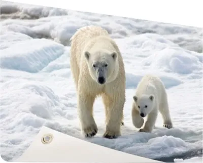 Produktbild von Gartenposter - 60x40 cm - Eisbär mit seinem jungen  - Modernes WaldTierposter Bilder - Wilde Tierposter