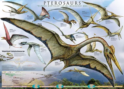 Image de Educational Pterosaurs - Flying Reptiles - Dinosaures éducation poster d'impression