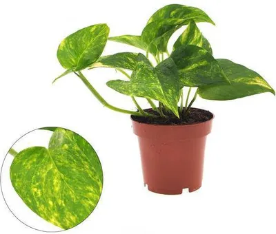 Image de Lierre d'intérieur (Epipremnum Aureum) Ø 12 cm ↕ 25 cm Plante suspendue purificatrice d'air Plante d'intérieur