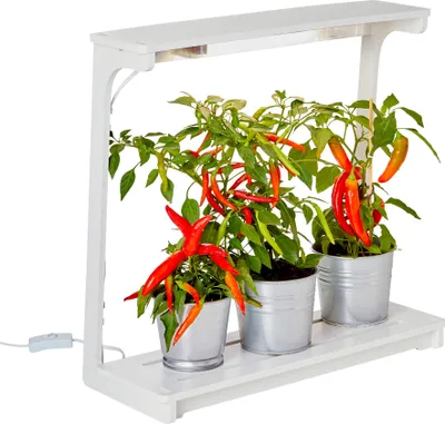 A white LED plant lamp with three potted chili plants growing under it.