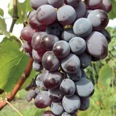 Obrázek produktu pro Vinná réva Jupiter 2L