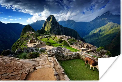 Produktbild von MuchoWow® Poster Lama - Machu Picchu - Gras 180x120 cm - Fotoplakat