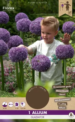 Image de Allium Gladiator (1 pièce) | Bulbes d'ail décoratifs de Florex
