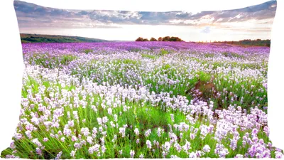 Produktbild von MuchoWow® Zierkissen Sofakissen Wohnzimmer Dekokissen 50x30 cm Lavendel - Blumen - Sonnenuntergang - Lila - Wiese - Wohnzimmerdekoration - Polster mit Photo
