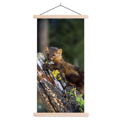 Produktbild von MuchoWow® Textilposter Marder - Baum - Wald 60x120 cm mit holzfarbenen Rahmen - Holz