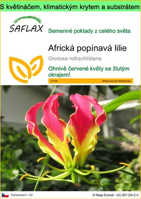 Obrázek produktu pro SAFLAX Garden to go - Africká popínavá lilie - Gloriosa rothschildiana - 15 Semena - S květináčem, klimatickou poklicí a pěstebním substrátem