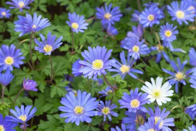 Produktbild von Anemone blanda 'Blue Shades', Balkan-Windröschen, blau, ca. 9x9 cm Topf