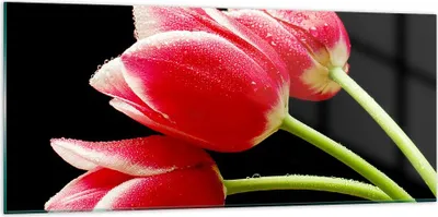 Produktbild von Bilder auf glas - Tulpe garten blume blumenstrauß - 120x50cm - Glasbilder - Wandbilder - Kunstdruck - zum Aufhängen bereit - Wanddekoration aus Glas - Glas Bilder - Wandbild auf Glas - GAB120x50-1494