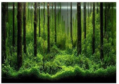 Produktbild von Aquariumhintergrund Wasserfest Selbstklebend Dekorativ Papier Bambuthema 61x41cm Wetterfest Aquariumdeko