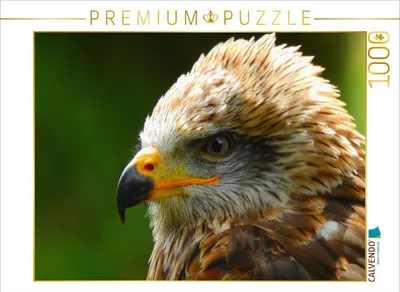 Produktbild von CALVENDO Puzzle Steinadler | 1000 Teile Lege-Größe 64x48cm Foto-Puzzle für glückliche Stunden