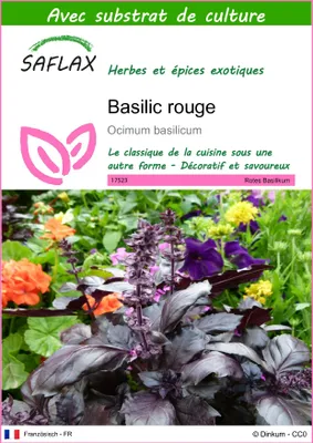 Image de SAFLAX  - Basilic rouge - 200 graines - Avec substrat - Ocimum
