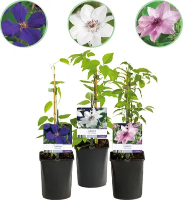 Immagine prodotto di Pianta rampicante - Clematis Tricolore - Fiore Rosa Bianco Viola - Bassa manutenzione - 3 piante - 30-40cm - Ø10cm - Pianta da giardino