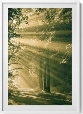 Produktbild von Sonnenschein in einem Wald– Wandbild mit Rahmen – Gerahmtes Bild  – Wanddekoration – 70x100 cm –  Weiß Rahmen