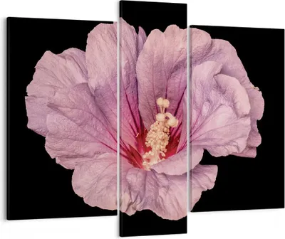 Produktbild von Bild auf Leinwand - Leinwandbild - 3 Teile - Hibiskus Blume Rosa - 95x80cm - Wand Bild - Wanddeko - Wandbilder - Leinwanddruck - Bilder - Wanddekoration - Leinwand bilder - Wandbild - CB95x80-4481