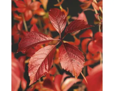 Obrázek produktu pro Přísavník pětilistý FloraSelf Parthenocissus quinquefolia 'Engelmannii' 50-70 cm květináč 2,3 l
