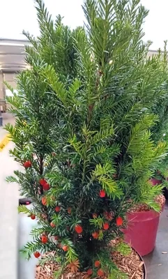 Image de If des haies Taxus baccata Westerstede 50 - 60 cm persistant
