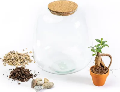 Obrázek produktu pro Gardners Skleněná dóza MOLINIA OSÁZEJ SI SÁM Ficus microcarpa Ginseng, L