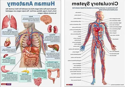 Productafbeelding van Anatomie Posters Set - Leren Grafieken - Onderwijs Ondersteuning - Uitgebreide Dekking - 26 x 20.8 cm - Meerdere Kleuren