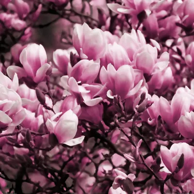 Produktbild von Blumen Kunstdruck Bild - Blühende Magnolien (100 x 100 cm)